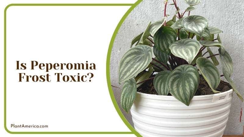 Is Peperomia Frost Toxic PlantAmerica