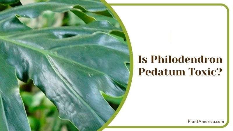 Is Philodendron Pedatum Toxic Plant America