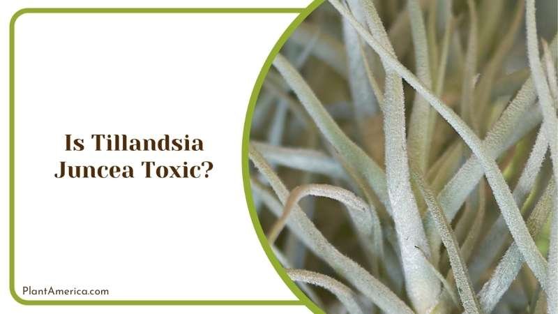Is Tillandsia Juncea Toxic Plant America