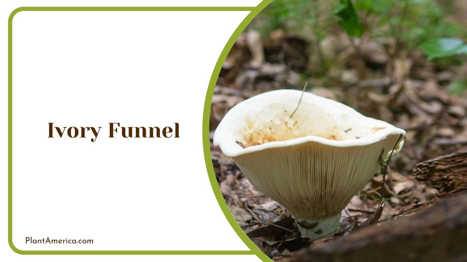 Ivory Funnel Grown Out Of Ground Plant America