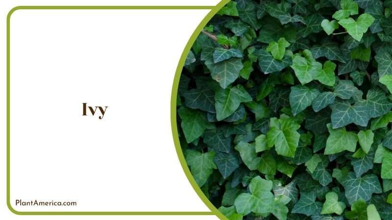 Ivy Plants Covered in Wall Plant America Ivy Plants Covered in Wall Plant America