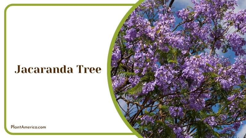 Jacaranda Tree in Bloom Plant America