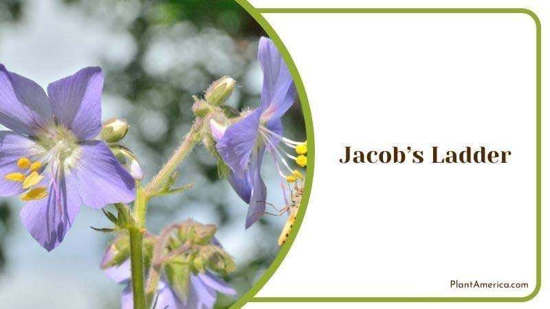 Jacobs Ladder Plant America