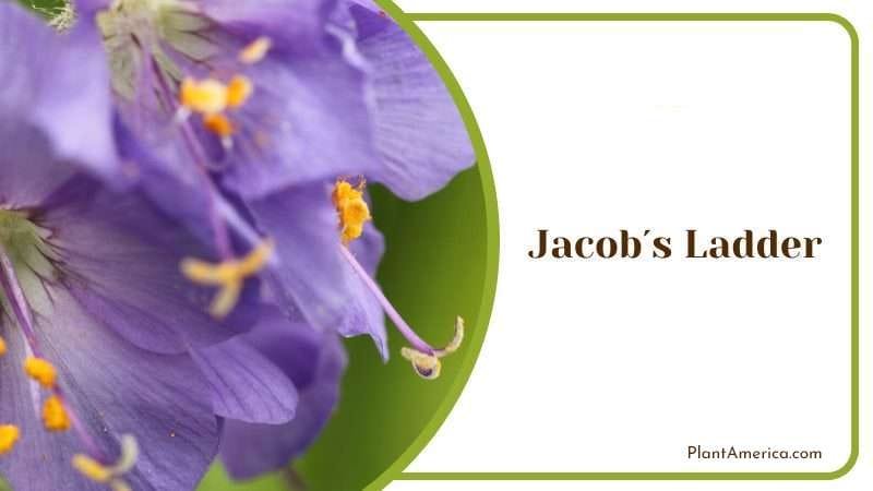 Jacobs Ladder PlantAmerica Jacobs Ladder PlantAmerica