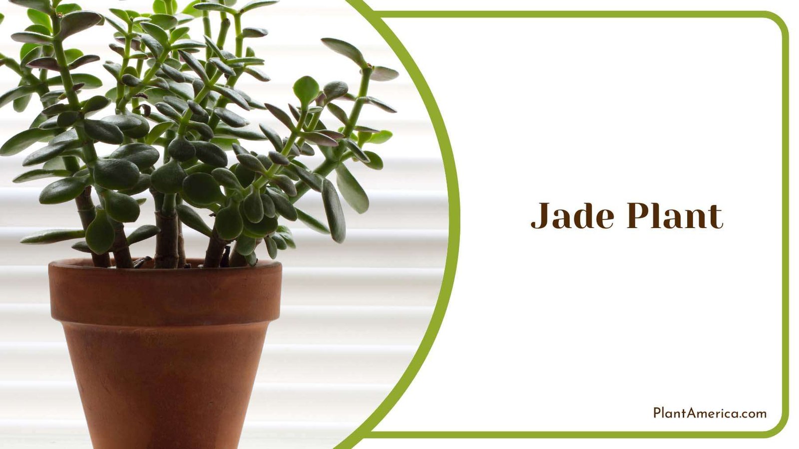 Jade Indoor Plant Plant America