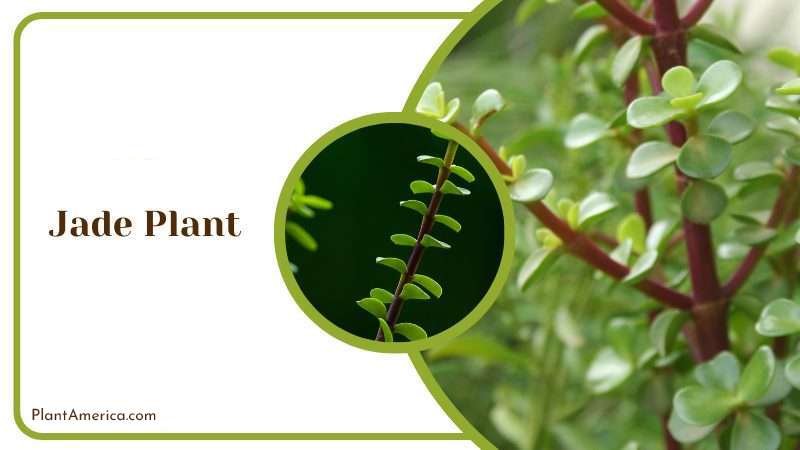 Jade Plant Plant America 1