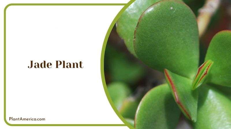 Jade Plant Plant America