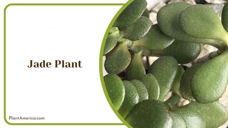 Jade Plant PlantAmerica