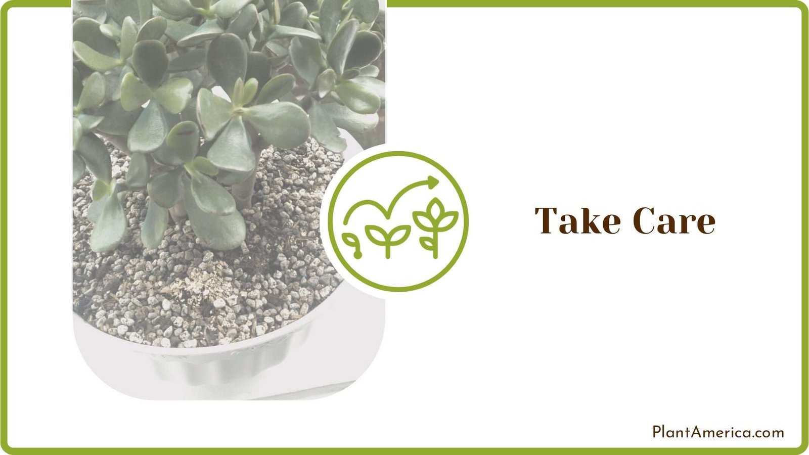 Jade Plants Care Guide Plant America