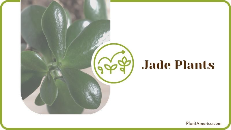 Jade Plants Plant America