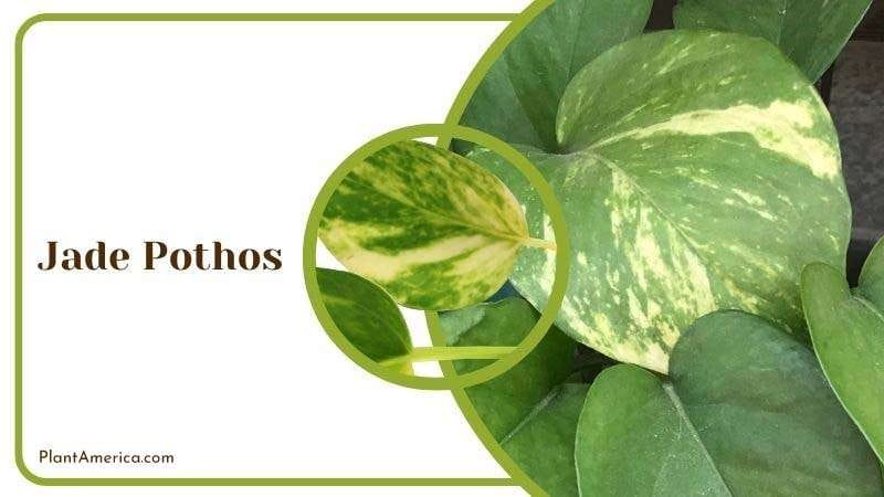 Jade Pothos PlantAmerica Jade Pothos PlantAmerica