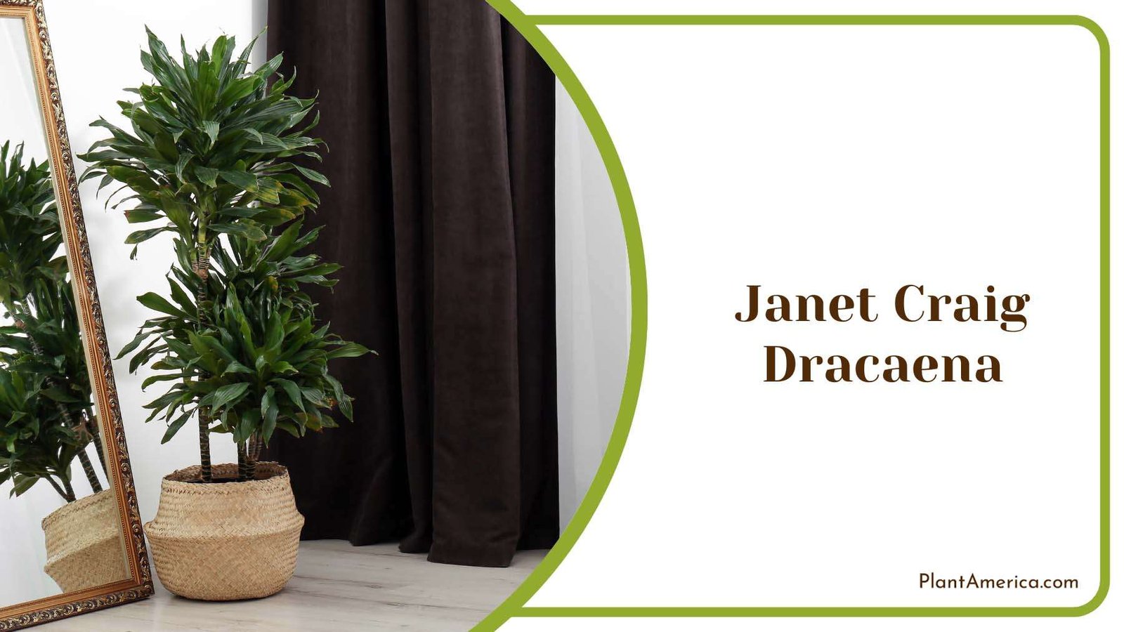Janet Craig Dracaena Plant Plant America