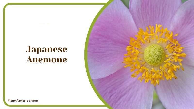 Japanese Anemone PlantAmerica Japanese Anemone PlantAmerica