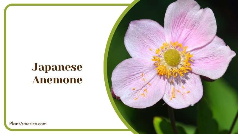 Japanese Anemone in Sun Plant America