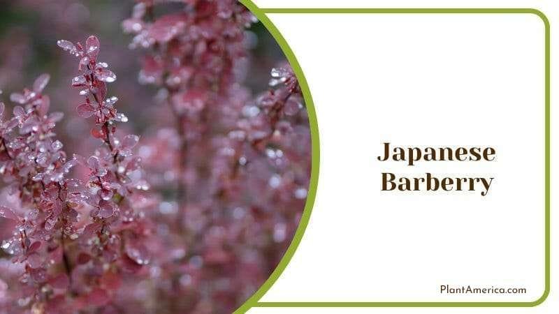 Japanese Barberry PlantAmerica
