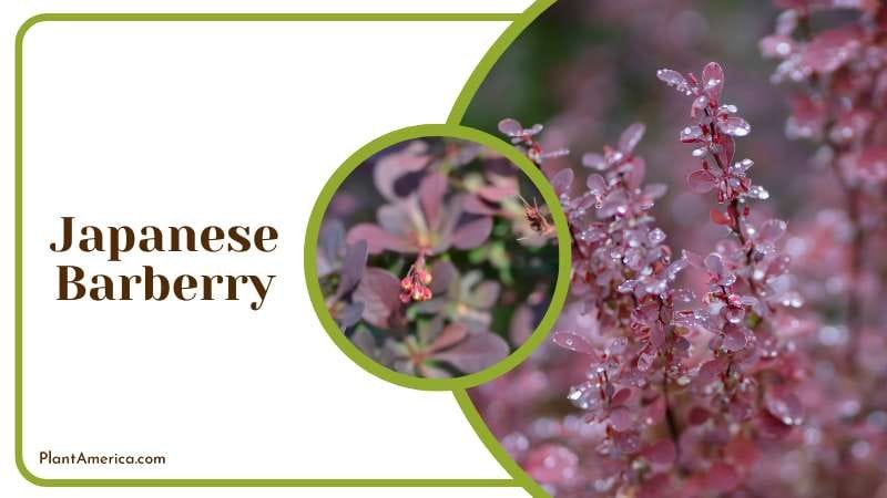 Japanese Barberry has purple burgundy leaves Plant America Japanese Barberry has purple burgundy leaves Plant America