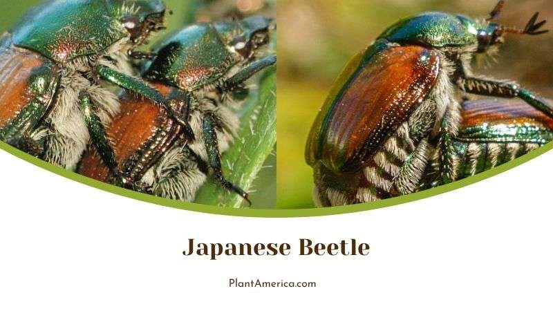 Japanese Beetle in Black Magic Rose Plant America