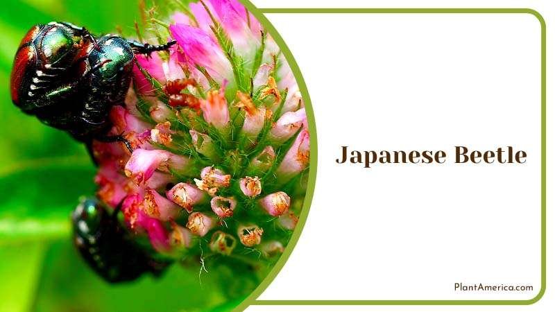 Japanese Beetle in Flower Plant America