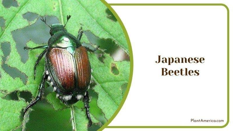 Japanese Beetles Plant America 1