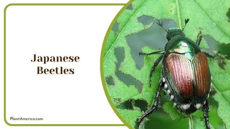 Japanese Beetles Plant America