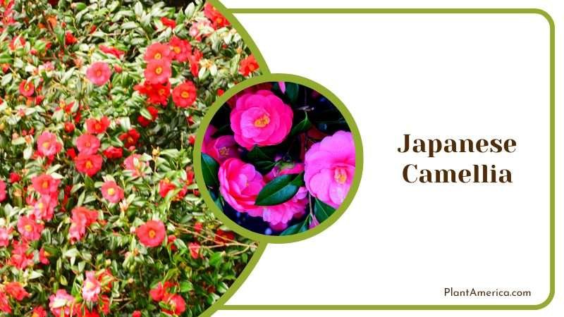 Japanese Camellia Flowers Blossoms Plant America