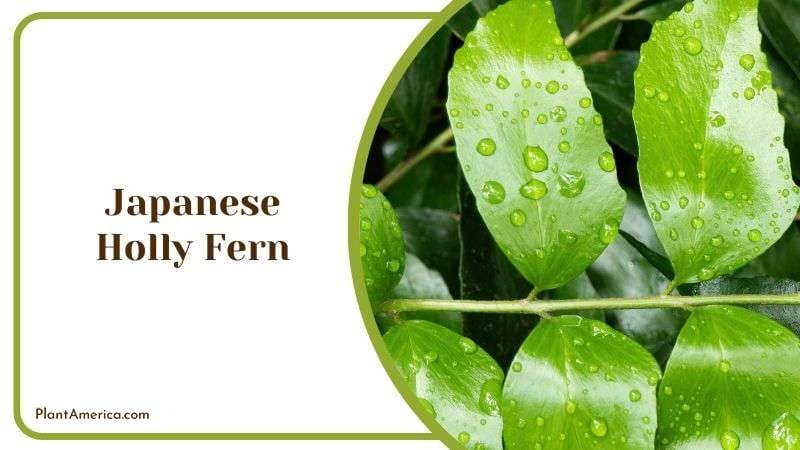 Japanese Holly Fern Guidance Plant America