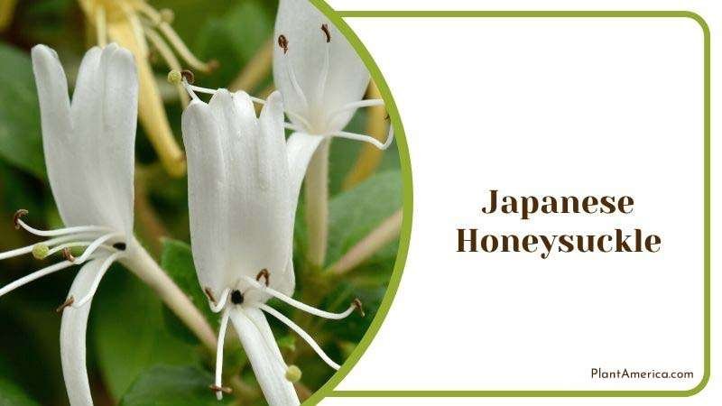 Japanese Honeysuckle Plant America