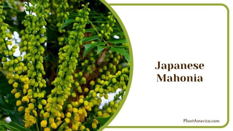 Japanese Mahonia Blooms in Tree PlantAmerica Japanese Mahonia Blooms in Tree PlantAmerica