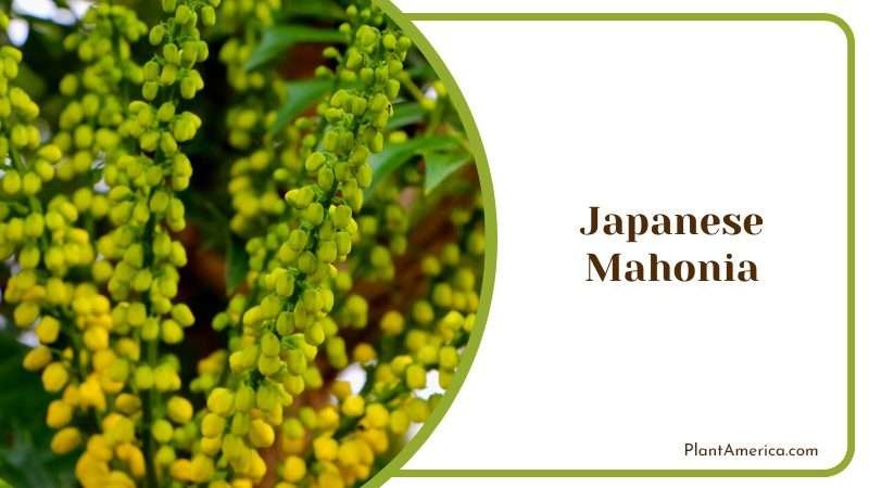 Japanese Mahonia Fruits Plant America