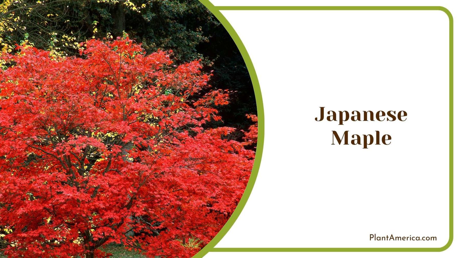 Japanese Maple Plant America 2