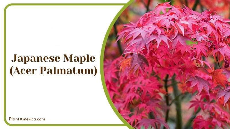 Japanese Maple Plant America