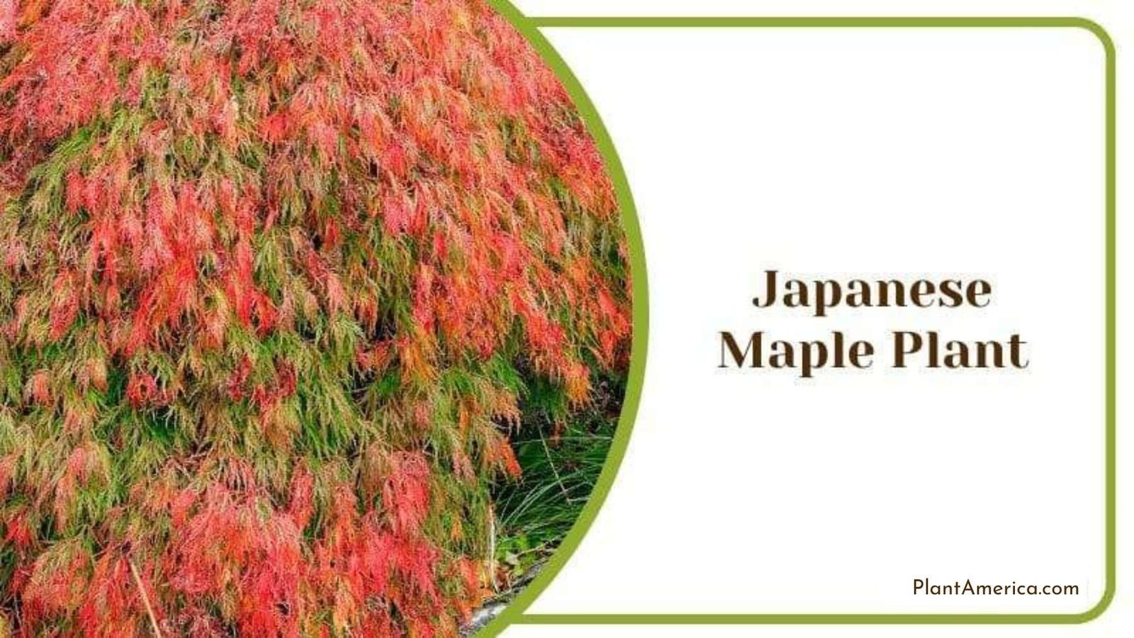 Japanese Maple Plant Plant America
