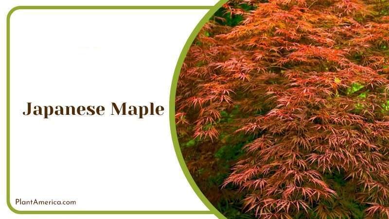 Japanese Maple PlantAmerica 1