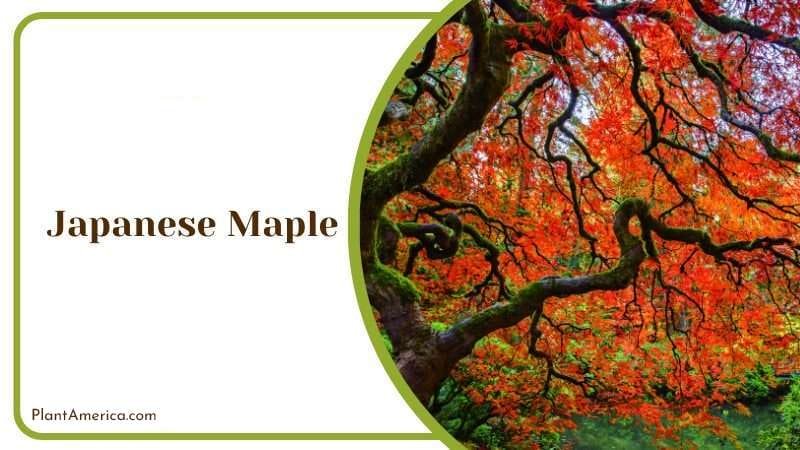 Japanese Maple PlantAmerica