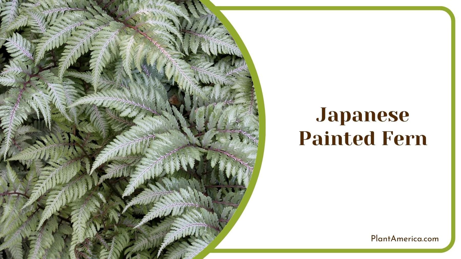 Japanese Painted Fern Plant America