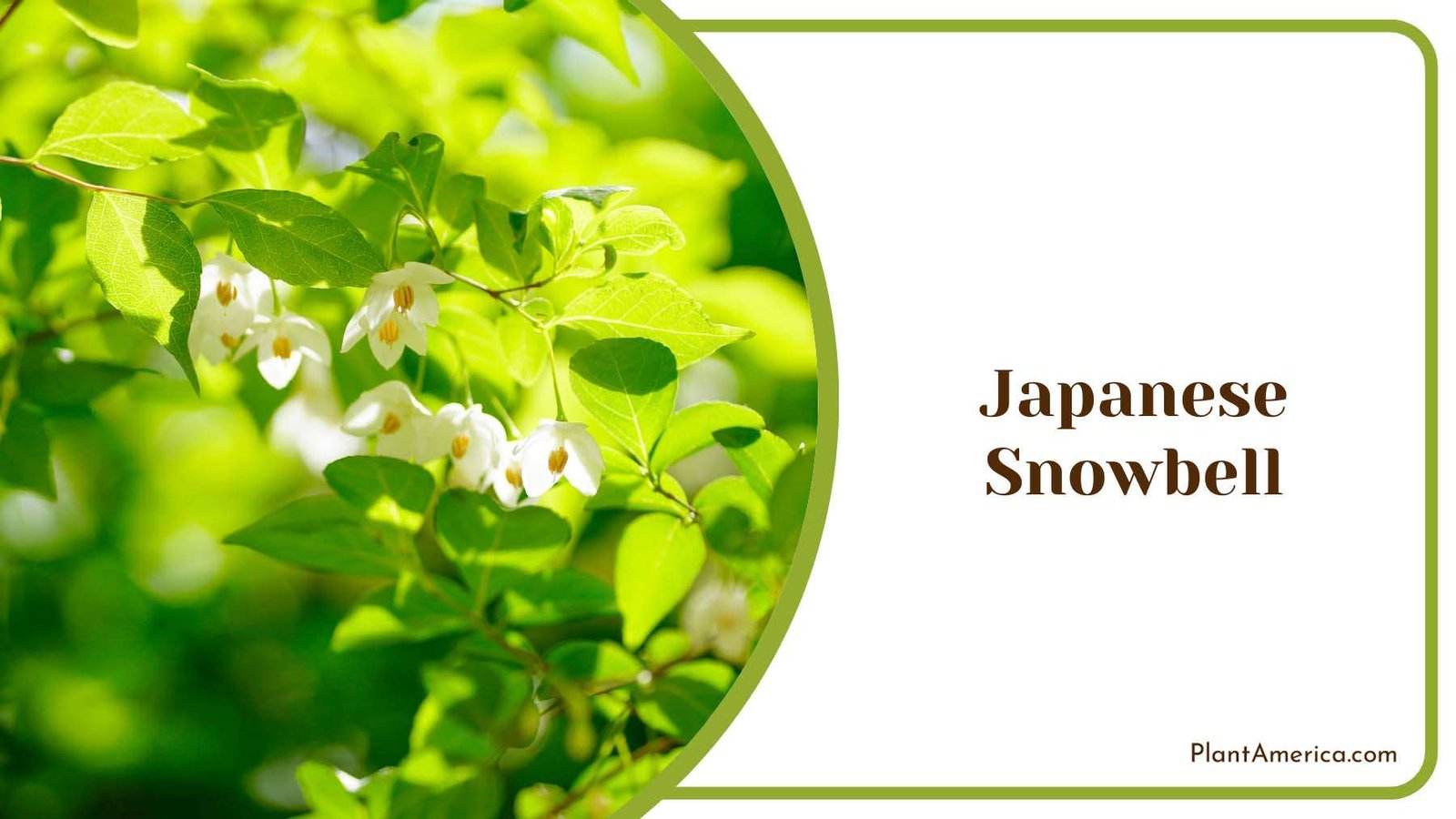 Japanese Snowbell Flowers Plant America