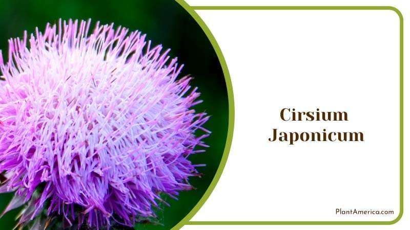 Japanese Thistle Cirsium Japonicum Plant America