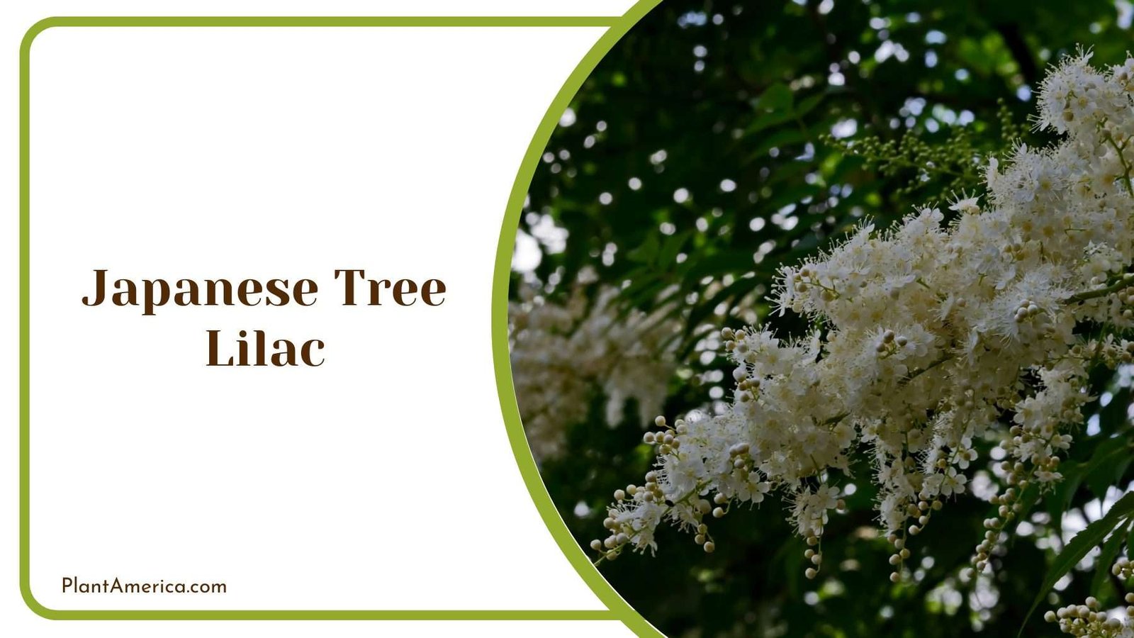 Japanese Tree Lilac Plant America 1