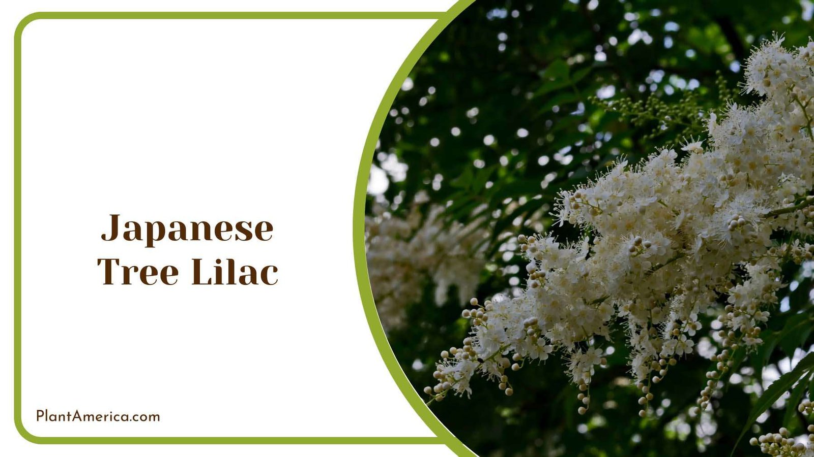 Japanese Tree Lilac Plant America