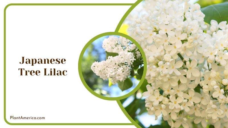Japanese Tree Lilac belongs to the Olive family Plant America