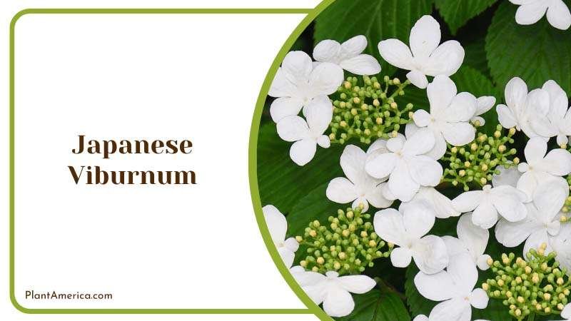 Japanese Viburnum