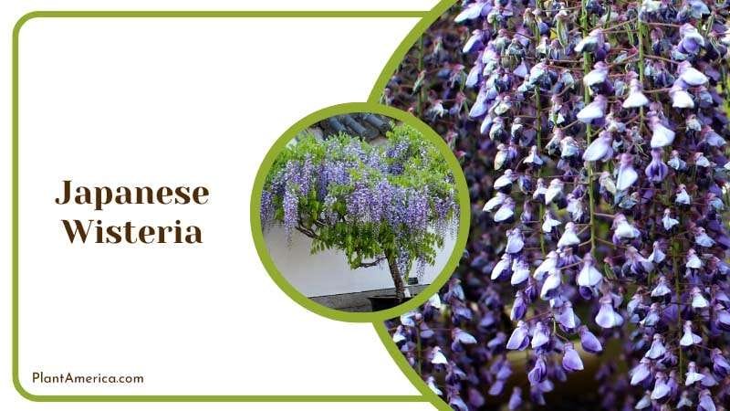 Japanese Wisteria Vine Plant America