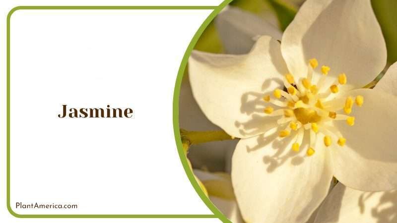 Jasmine Flower Plant America Jasmine Flower Plant America