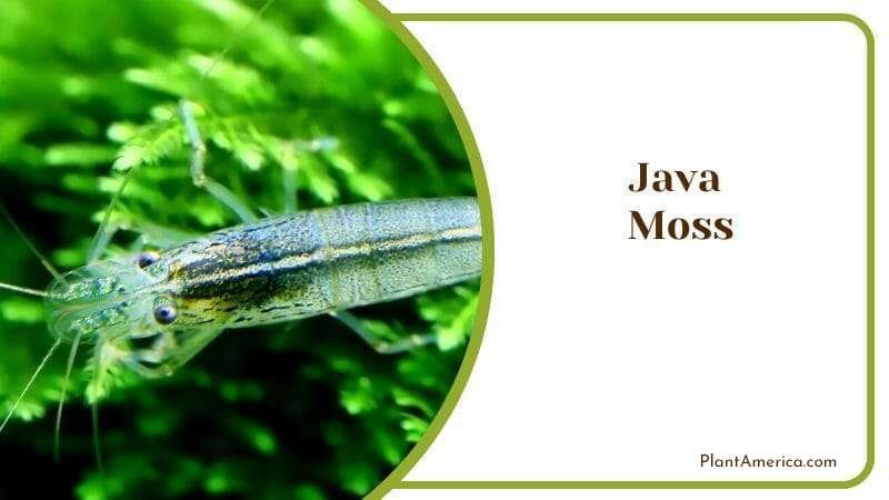 Java Moss Plant and A Fish Feeding In Water Plant America Java Moss Plant and A Fish Feeding In Water Plant America
