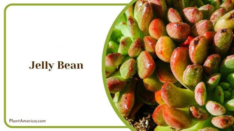 Jelly Bean Plant America