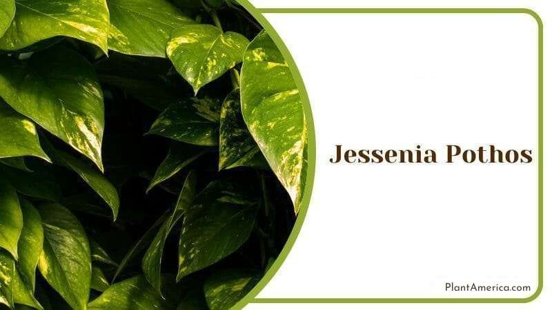 Jessenia Pothos Plant America