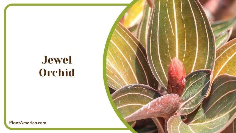 Jewel Orchid Plant America