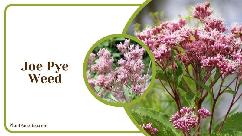 Joe Pye Weed Attracts butterflies Plant America Joe Pye Weed Attracts butterflies Plant America