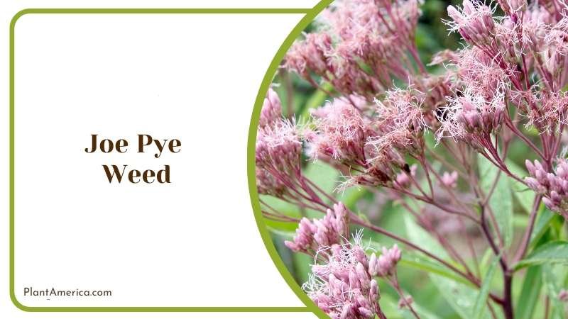 Joe Pye Weed Plant America 1