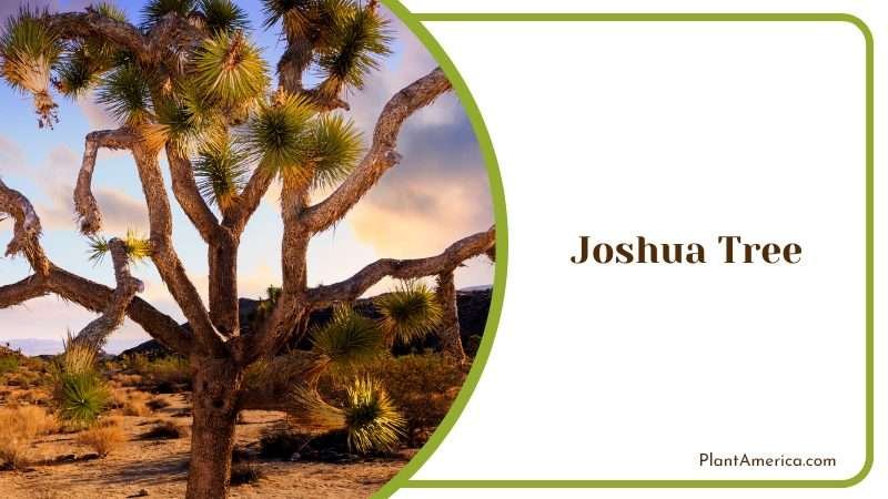 Joshua Tree in National Park at Sunset Plant America
